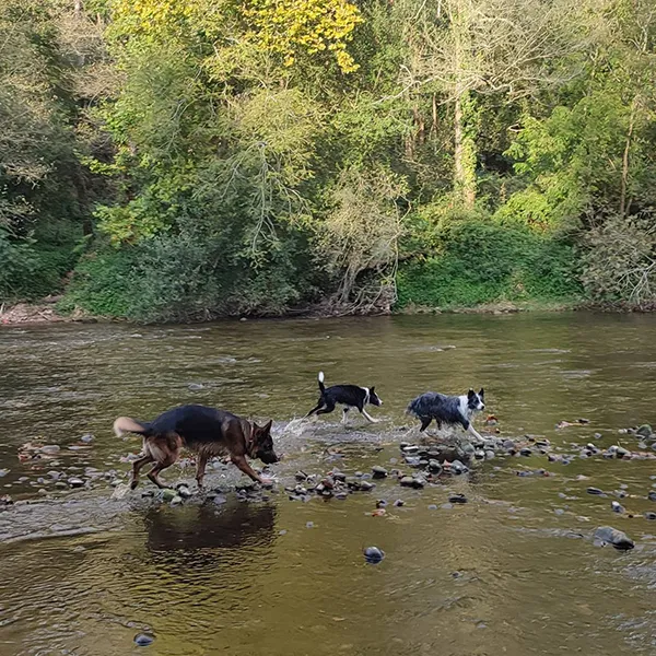 Perros en paraíso